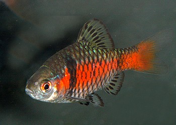 Pethia ticto, Zweipunktbarbe