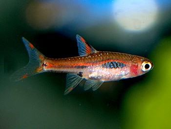 Boraras brigittae, Mosquitorabora