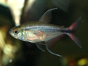 Hemigrammus filamentosus, Phnix-Salmler