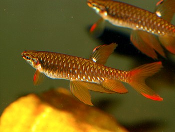 Copella arnoldi, Spritzsalmler