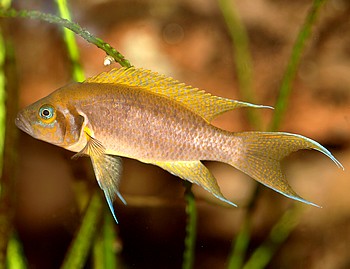 Neolamprologus splendens