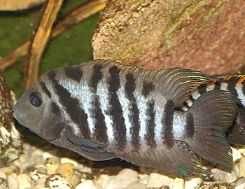 Amatitlania nigrofasciatum, Grnflossenbuntbarsch