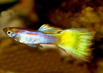 Poecilia reticulatus, Guppy