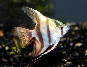 Pterophyllum scalare, Segelflosser, Skalar