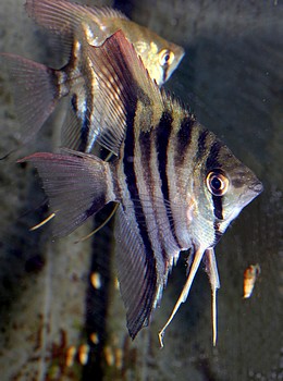 Pterophyllum scalare, Segelflosser, Skalar