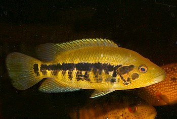 Parachromis loisllei