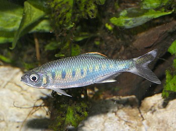 Zacco platypus, Drachenfisch