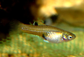 Phallichthys tico