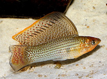 Poecilia velifera, Segelkrpfling