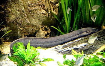 Lepidosiren paradoxa, Südamerikanischer Lungenfisch