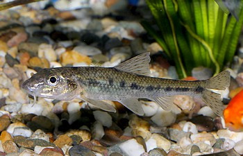 Gobio gobio,  Grndling