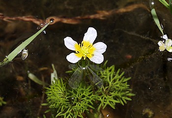 Ranunculus trichophyllus, Haarblttriger Hahnenfu