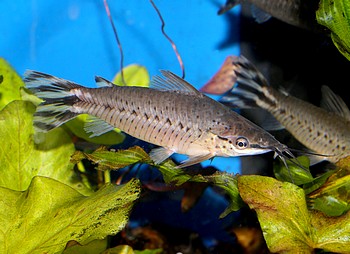 Dianema urostriata, Schwanzstreifen-Panzerwels