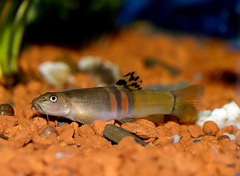 Schistura balteata, Orangegrtelschmerle