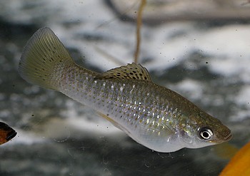 Poecilia sphenops
