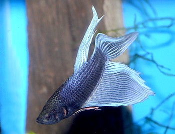 Betta splendens, Siamesischer Kampffisch