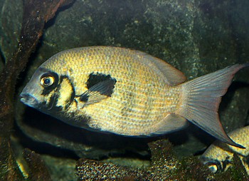 Paretroplus maculatus
