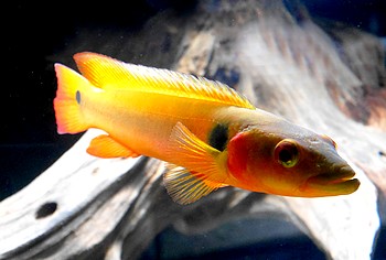 Crenicichla cf. lugubris ATABAPO