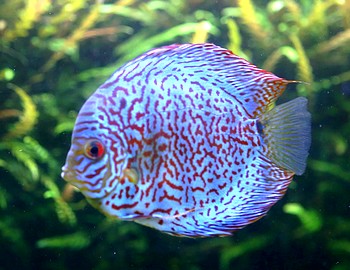 Symphysodon aequifasciatus, Diskus