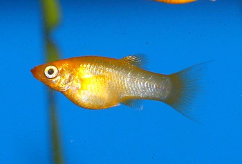 Xiphophorus maculatus, Platy