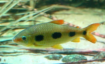 Leporinus klauswitzi