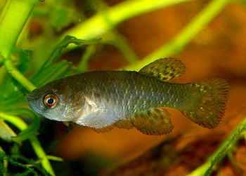 Austrofundulus leohoignei