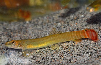 Aborichthys elongatus Rotschwanz-Streifenschmerle