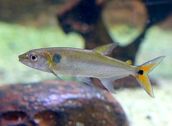 Acestrorhynchus falcatus Rotschwanz-Hundssalmler 