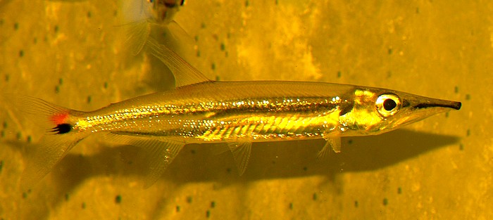 Acestrorhynchus isalineae Lngsstreifen-Hundsalmler 