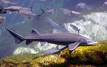 Acipenser baerii Sibirischer Str 