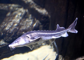 Acipenser gueldenstaedti Waxdick 