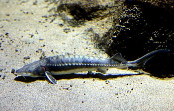 Acipenser naccarii Mittelmeerstr 