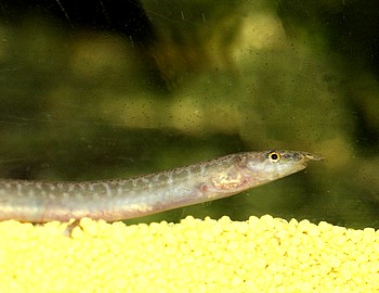 Afrikanischer Stachelaal 02