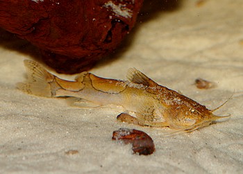 Akysis portellus Hornissenwels 