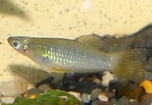 Alfaro cultratus Messerschwanzkrpflinge 