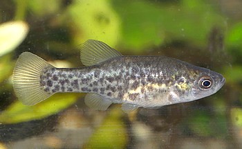 Alloophorus robustus Bulldoggen-Hochlandkärpfling 