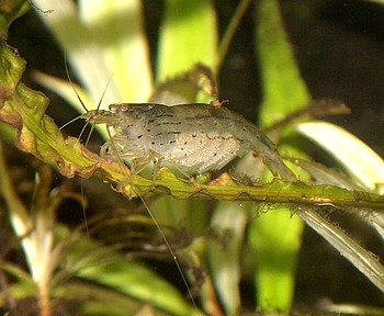 Caridina multidentata, Amanogarnele, Swassergarnele
