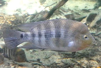 Amphilophus amarillo 