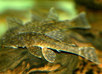 Ancistrus tamboensis 