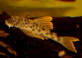 Ancistomus spec  Rio Xingu