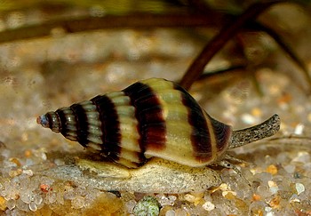 Anentome helena, Raub-Turmdeckelschnecke, Swasserschnecke