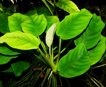 Anubias barteri var. nana, Zwergspeerblatt