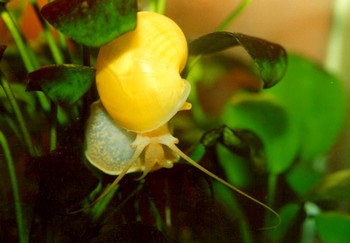 Pomacea bridgesi, Apfelschnecke, Swasserschnecke