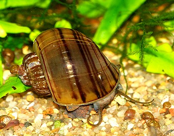 Pomacea bridgesi, Apfelschnecke Pomacea bridgesi, Apfelschnecke