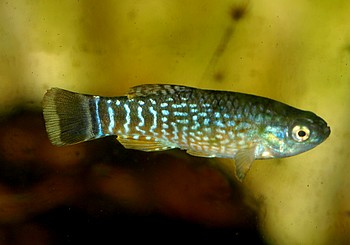 Aphanius dispar bahrain 