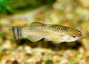 Aphanius dispar richardsoni