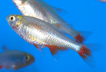 Aphyocharax anisitsi Rotflossensalmler