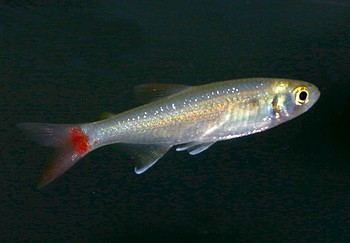 Aphyocharax cf dentatus 