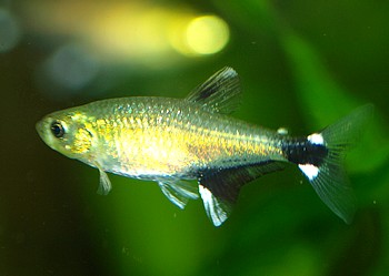 Aphyocharax paraguayensis Schwanzfleckensalmler