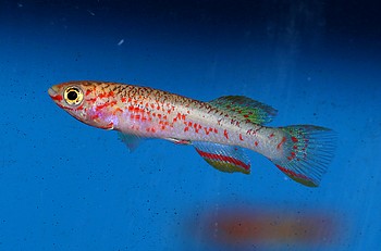 Aphyosemion ahli, Ahls Prachtkrpfling 